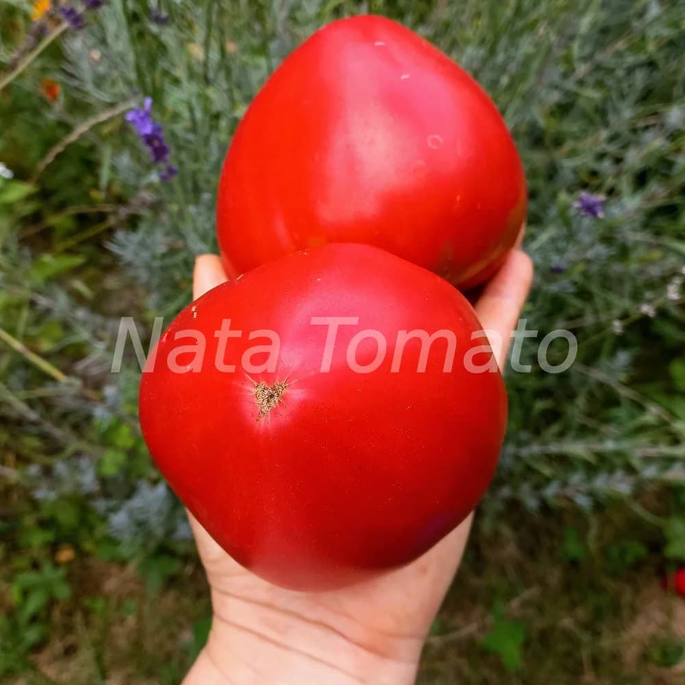 Томат "Знаменита полуниця місіс Шлаубах" (Mrs. Schlaubaugh's Famous Strawberry) - насіння 2