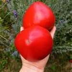 Томат "Знаменита полуниця місіс Шлаубах" (Mrs. Schlaubaugh's Famous Strawberry) - насіння 2