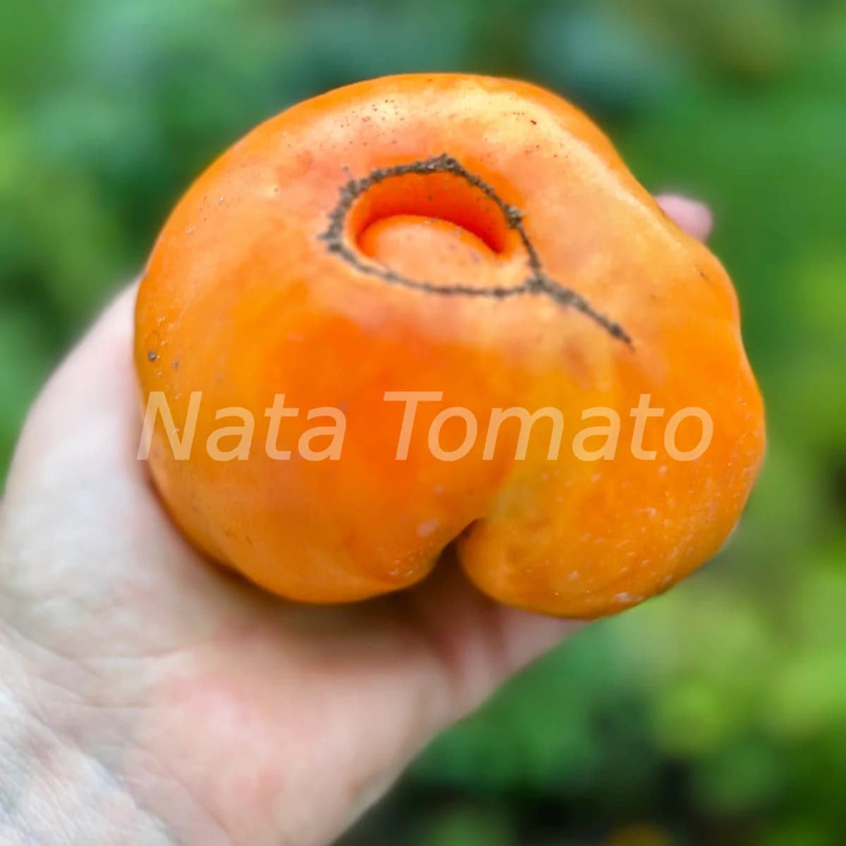 Томат "Абрикосовий брендівайн" (Apricot Brandywine) - насіння 5