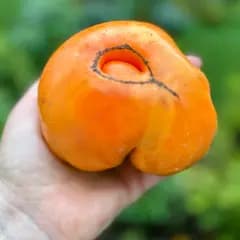 Томат "Абрикосовий брендівайн" (Apricot Brandywine) - насіння 5