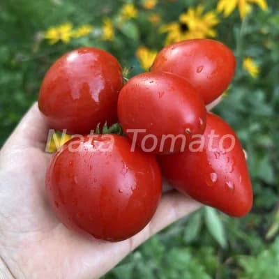 Томат "Червоне серце" (Dwarf Red Heart ) - насіння 1
