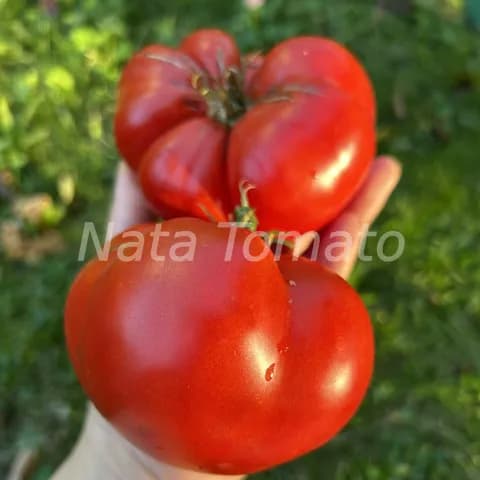 Томат "Німецька червона полуниця" (German Red Strawberry) - насіння 1