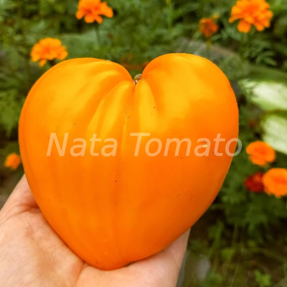 Томат "Німецька оранжева полуниця" (German Orange Strawber) - насіння 2