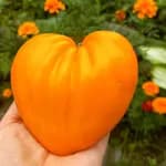 Томат "Німецька оранжева полуниця" (German Orange Strawber) - насіння 2