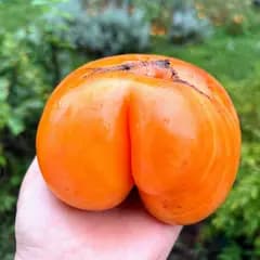 Томат "Абрикосовий брендівайн" (Apricot Brandywine) - насіння 2