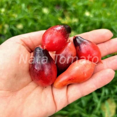 Томат "“Казковий ангел”" (Kumquat Pink Opal) - насіння 1