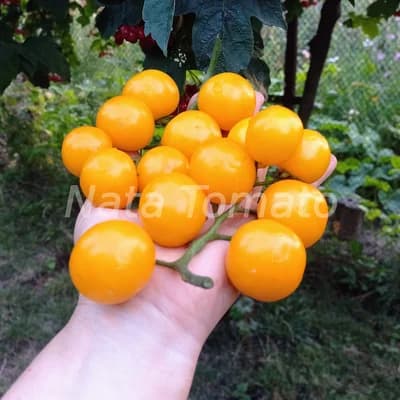 Томат "Cereza amarillo yellow" - насіння 1