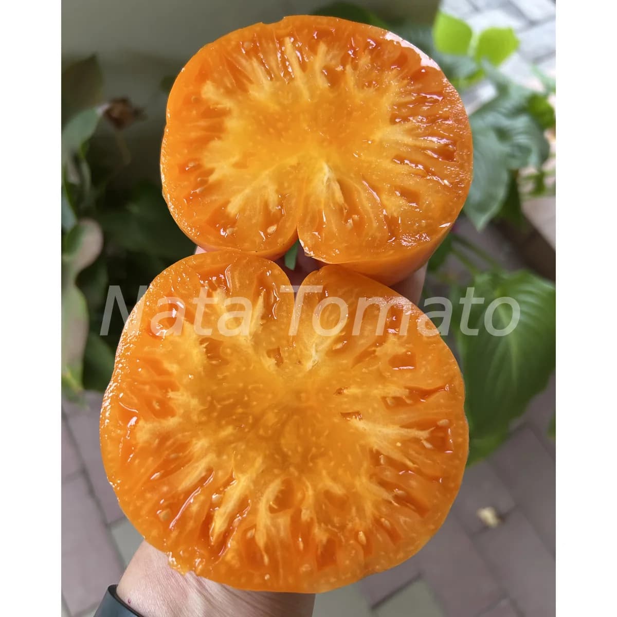 Томат "Абрикосовий брендівайн" (Apricot Brandywine) - насіння 4