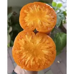 Томат "Абрикосовий брендівайн" (Apricot Brandywine) - насіння 4