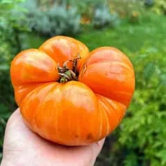 Томат "Абрикосовий брендівайн" (Apricot Brandywine) - насіння 3