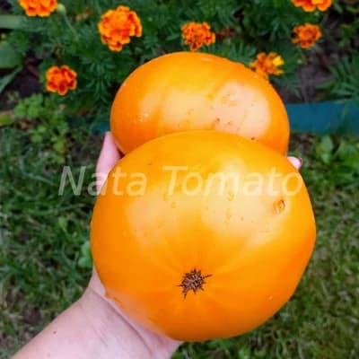 Томат "Амішів Оранжевий Щербет" (Amish Orange Sherbet) - насіння 2