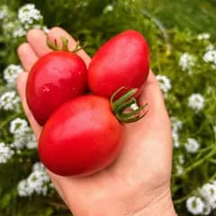 Томат "Рожева куля" - насіння 2