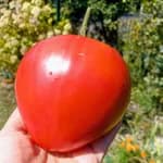 Томат "Король Лондон" - насіння 1