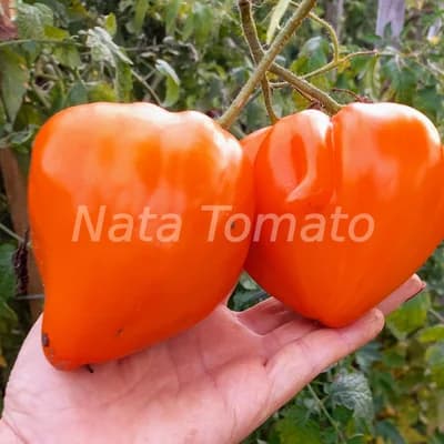 Томат "Німецька оранжева полуниця" (German Orange Strawber) - насіння 1