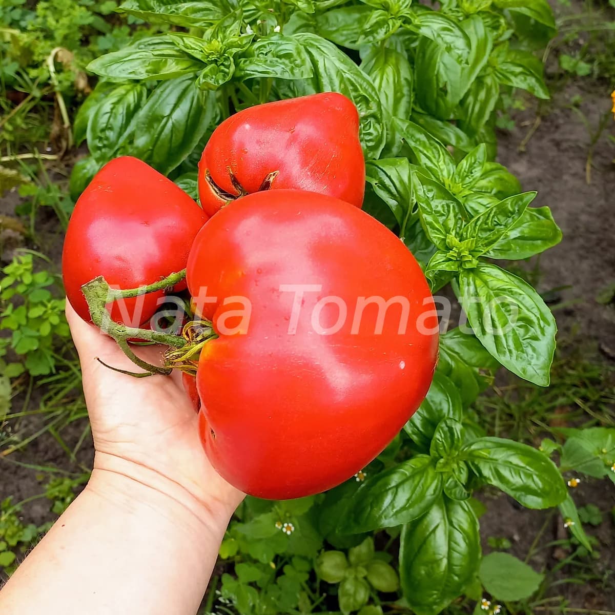 Томат "Знаменита полуниця місіс Шлаубах" (Mrs. Schlaubaugh's Famous Strawberry) - насіння 3