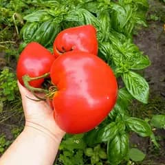 Томат "Знаменита полуниця місіс Шлаубах" (Mrs. Schlaubaugh's Famous Strawberry) - насіння 3
