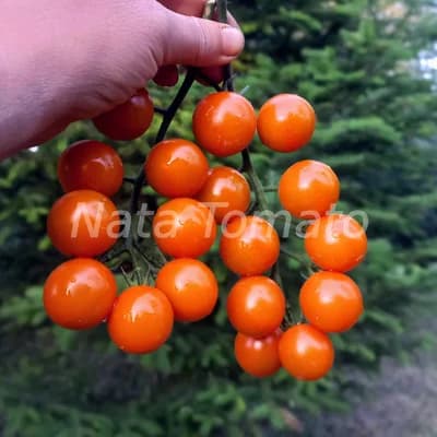 Томат "Boottondoro orange" - насіння 3