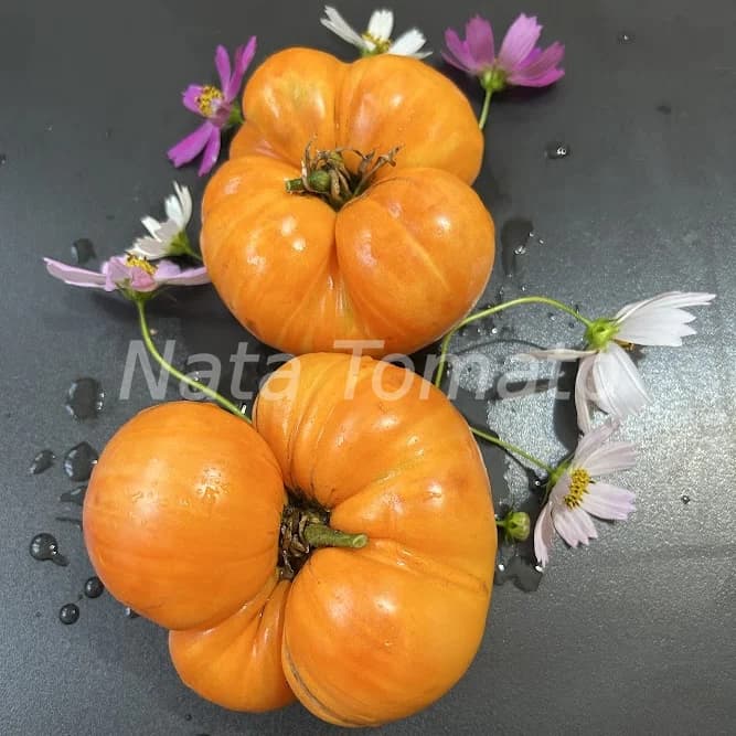 Томат "Абрикосовий брендівайн" (Apricot Brandywine) - насіння 1