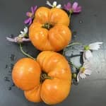 Томат "Абрикосовий брендівайн" (Apricot Brandywine) - насіння 1