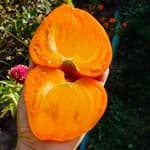 Томат "Німецька оранжева полуниця" (German Orange Strawber) - насіння 5