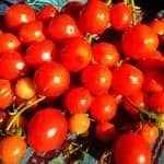 Томат "Поцілунок Герані" (Geranium Kiss) - насіння 2