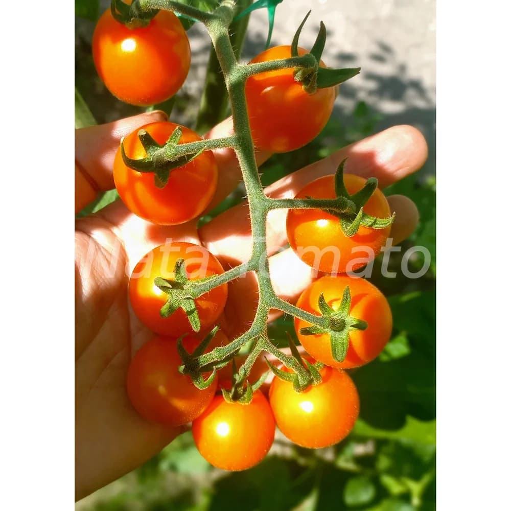 Томат "Boottondoro orange" - насіння 2