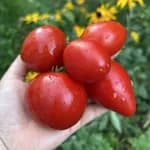 Томат "Червоне серце" (Dwarf Red Heart ) - насіння 1