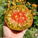 Томат "Чорний ананас" (Black Pineapple) - насіння 4