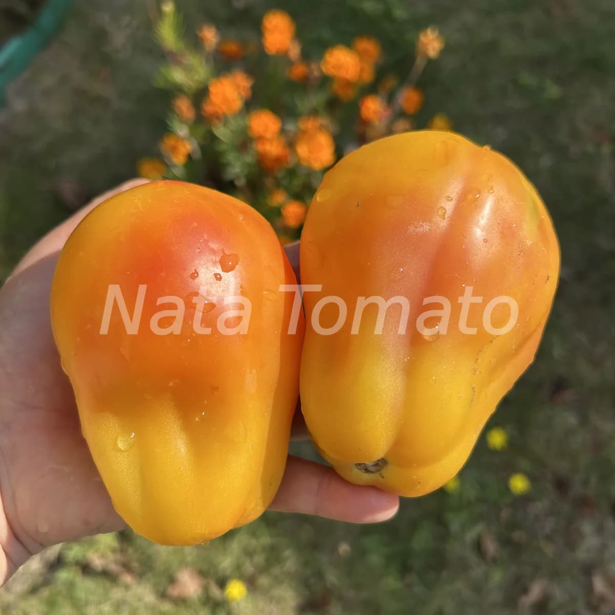Томат "Каліфорнійський тюльпан" (California Tulip) - насіння 4