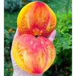 Томат "Ананасне Биче Серце" (Pineapple Oxheart) - насіння 2