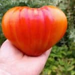 Томат "Ананасне Биче Серце" (Pineapple Oxheart) - насіння 1
