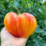 Томат "Бичаче серце біколор" (Oxheart Bicolor) - насіння 1