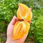Томат "Чаклування солодких кульбаб" - насіння 4
