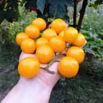 Томат "Cereza amarillo yellow" - насіння 1