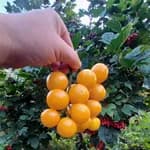 Томат "Cereza amarillo yellow" - насіння 2