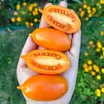 Томат "Курчатко" (назва умовна) - насіння 3