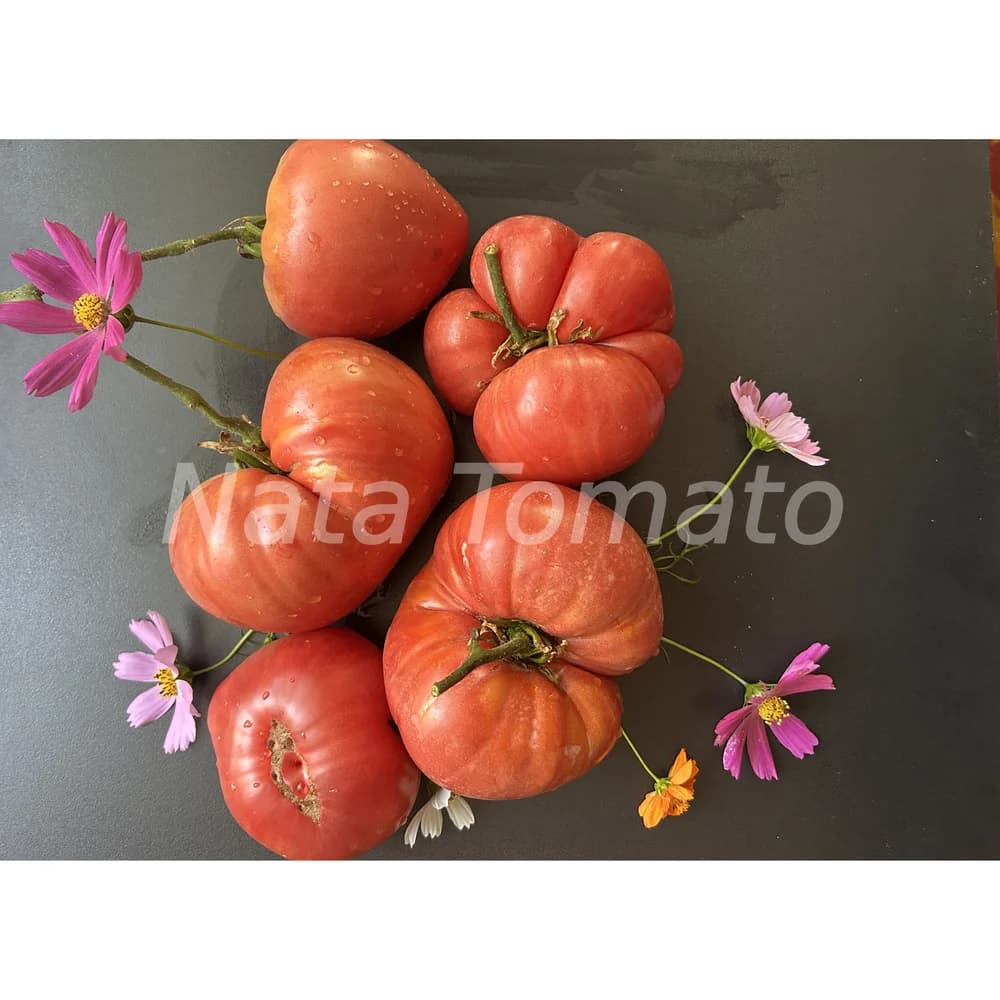 Томат "Болгарське диво" (Bulgarian Marvel) - насіння 2