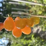 Томат "Солодке золото" (Golden sweet) - насіння 2