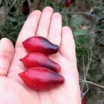 Томат "“Казковий ангел”" (Kumquat Pink Opal) - насіння 2