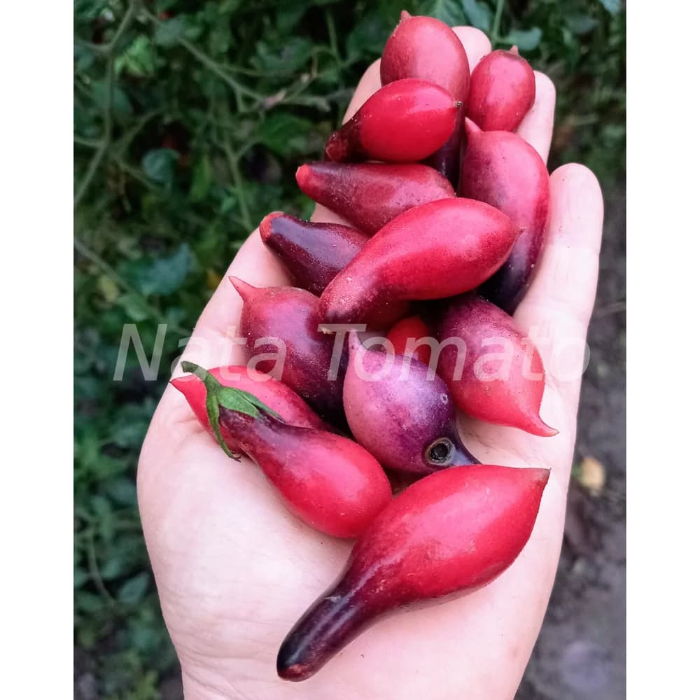 Томат "“Казковий ангел”" (Kumquat Pink Opal) - насіння 3
