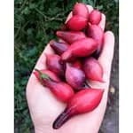 Томат "“Казковий ангел”" (Kumquat Pink Opal) - насіння 3
